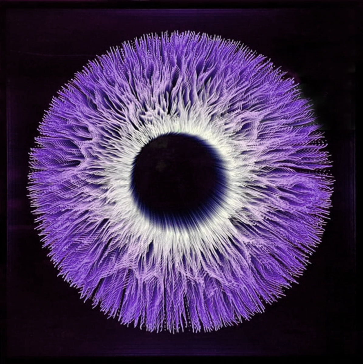 Iris 6