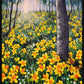 Daffs in Spring