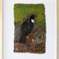 Tūī