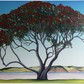 Coastal Pohutukawa No III
